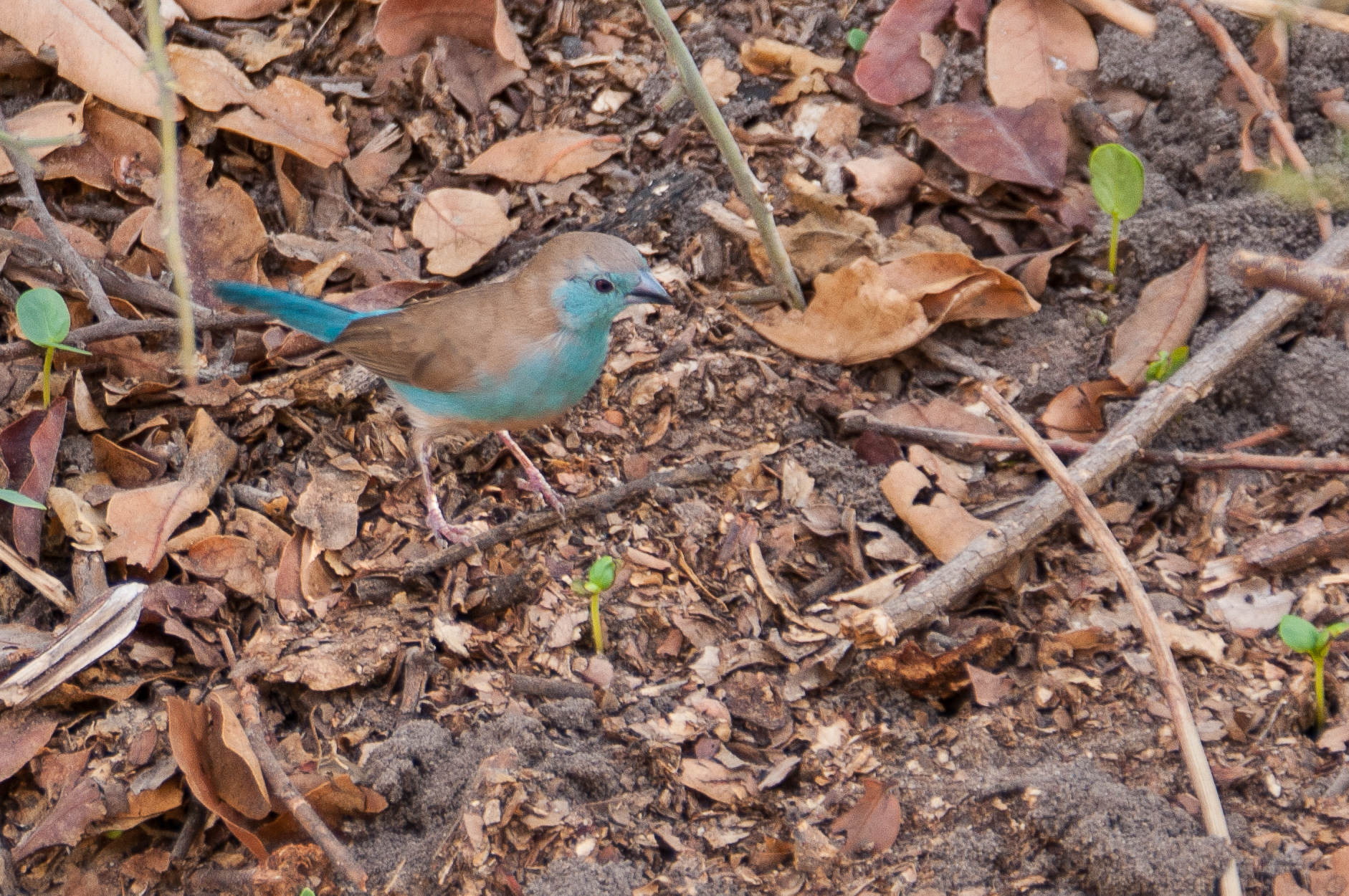 Cordonbleu de l'Angola (Blue waxbill, Uraeginthus angolensis), mâle adute, Chobe National Park, Botswana.